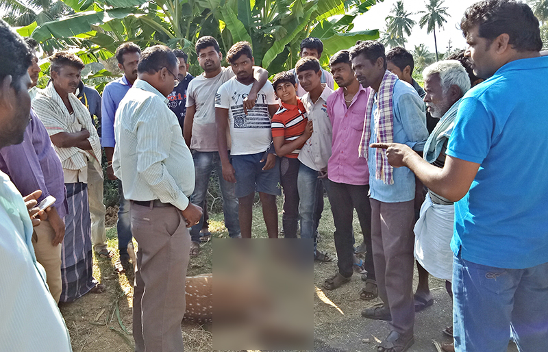 ಹನೂರು: ನಾಯಿಗಳ ದಾಳಿಗೆ ಜಿಂಕೆ ಬಲಿ